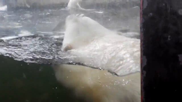 Белый медведь, пражский зоопарк. смотреть онлайн