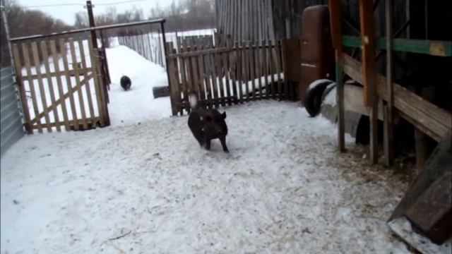 Жизнь хоздвора. Немного о сбыте и переработке продукции//Сельское подворье на Урале// смотреть онлайн