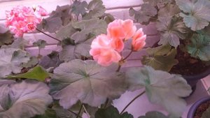 Топ 5 пеларгоний  с  лучшим цветением в моей коллекции! В том числе дорогие новинки!