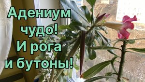 Это чудо! Сразу, и рога и бутоны! Адениум сошел с ума! Цветение и семена. 9 февраля 2024 г.