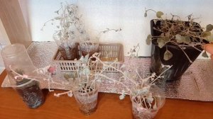 Как сохранить дихондру для следующего сезона, черенки и маточник