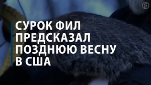 Сурок Фил предсказал позднюю весну в США