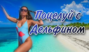 Поцелуй с дельфином