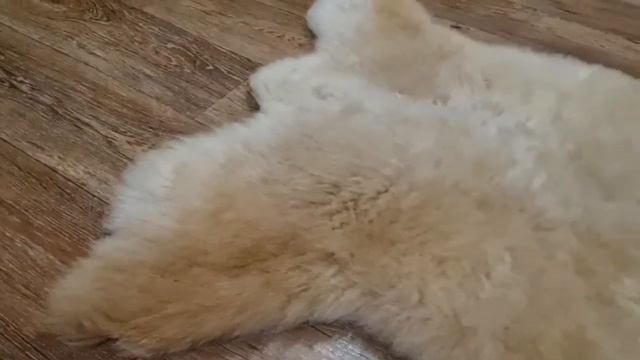 ШКУРА ОВЕЧЬЯ КРЕМОВАЯ (КОД: 4366) смотреть онлайн