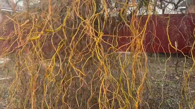 Ива - очень колоритные ветви! 🍀🌴🌿 смотреть онлайн