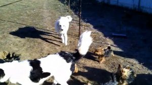 Пиренейская горная собака и Торняк / Great Pyrenees and Tornjak