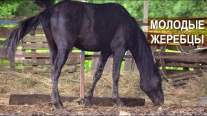 Молодые жеребцы. Кабардинский конный завод Аникеева