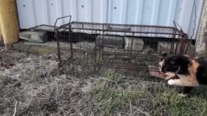 Живоловушка, котоловка складная