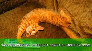 НЕЛЕПЫЕ И СМЕШНЫЕ ВЕЩИ, КОТОРЫЕ ДЕЛАЮ ВСЕ КОШАЧЬИ ВЛАДЕЛЬЦЫ