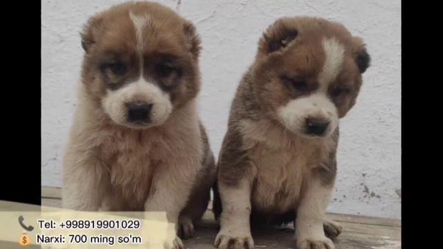 12 Вилоятнинг итлар бозори  Online Itlar bozori 2022