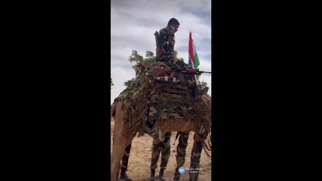 Боевой верблюд Индийских войск. смотреть онлайн
