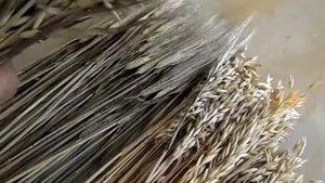 Декоративный сноп из колосьев ячменя и овса.Как сделать.