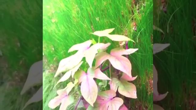 Зеленая стена из сфагнового мха