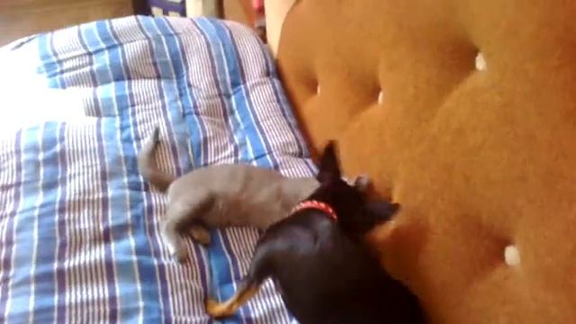 Цезарь (русский той терьер, 1,5) и Берта (шотландка 3 месяца) смотреть онлайн