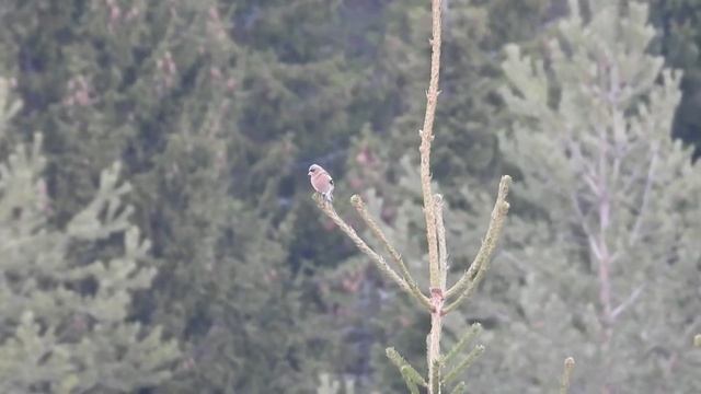 №3220 28 03 2023 Прилетели зяблик и скворец смотреть онлайн