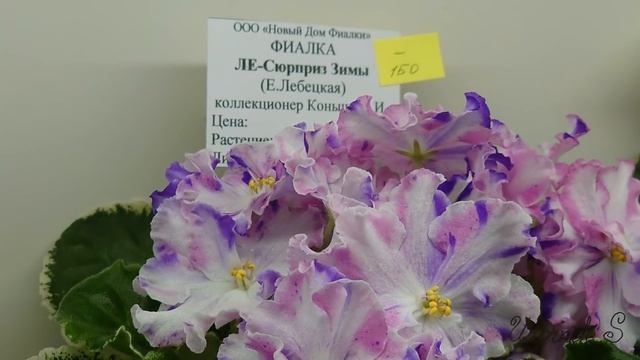 4.01.21. Фиалки и стрептокарпусы  в январе от коллекционеров 