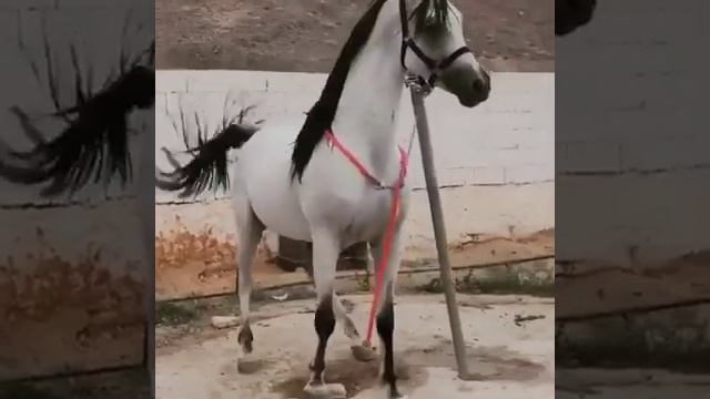 Арабский скакун смотреть онлайн