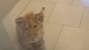 ДЕРЖИТЕ его семеро!!! Симба очень рад гостям!! Тайган