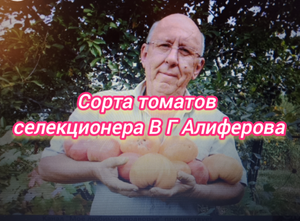 Сорта томатов селекционера В Г Алиферова