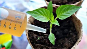 Чем подкормить рассаду перцев  в домашних условиях