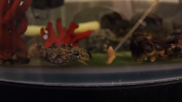 Каракатица Охотится. Интернет магазин REEF EXCLUSIVE смотреть онлайн