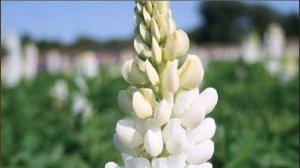 Люпин. Выращивание из семян. Полезные советы начинающим садоводам. В рубрике "Дачный визит"/