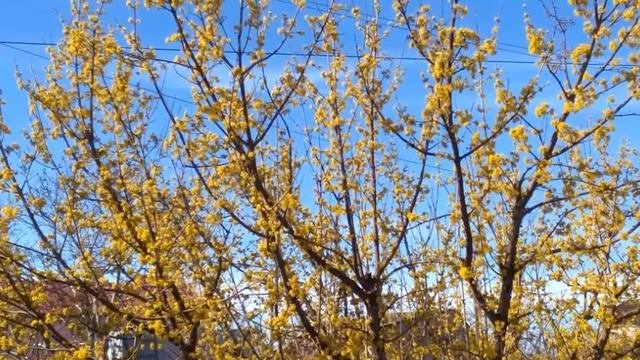 Первые посадки весной| Органическое земледелие