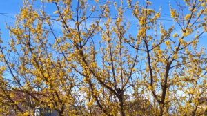 Первые посадки весной| Органическое земледелие