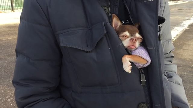 Как гулять с маленькой собакой зимой? смотреть онлайн