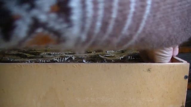 Пчеловодство. Карника. Как карника тянет вощину. Прошли сутки. смотреть онлайн