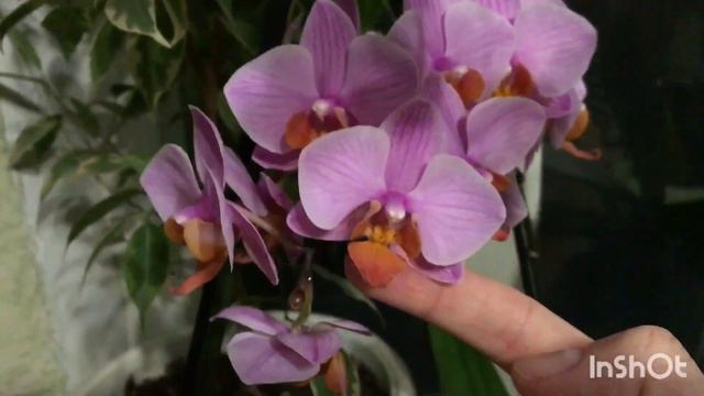 Мои цветочки🦋🌺🌸🌷🦋🌹🌼🦋в марте 2022г. #ВиленаЦветкова