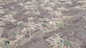 Выкопка чеснока мини-трактором