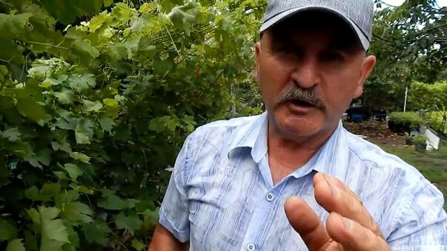 Самая  урожайная, продуктивная и лёгкая в обслуживании Y-образная опора для винограда.