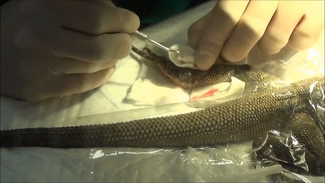 Плащеносная ящерица (Chlamydosaurus kingii) артротомия