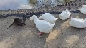 Нутрии и гуси - лучшие друзья! Из жизни животных в зоопарке.