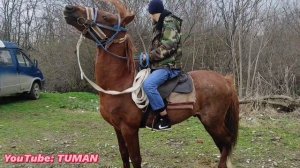 19.03.23г, Конный Рынок Лошадей, Чечня Туман. Урус-мартан.