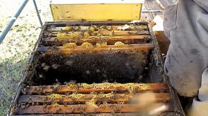 Как не надо собирать гнезда пчел на зиму  Жесть