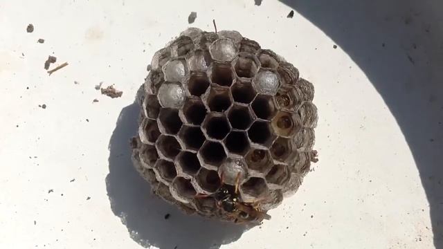 Осы смотреть онлайн