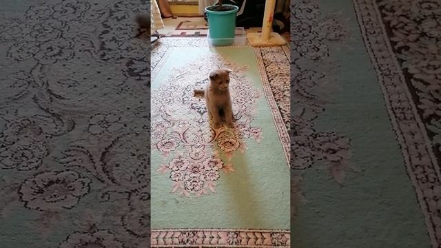 Приучаем котёнка к сухому корму | Сухой корм