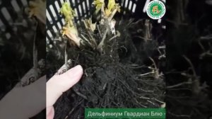 Дельфиниум Гвардиан Блю
https://sadovod.net/delfinium-gvardian-blyu/?sku=22577