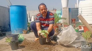 planting Syngonium Podophyllum at my garden