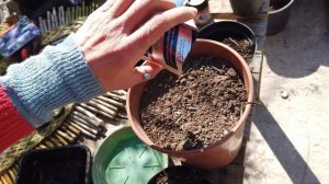 Growing flowers from SEED PACKETS!  zinnias, clustered bellflower & ageratum...