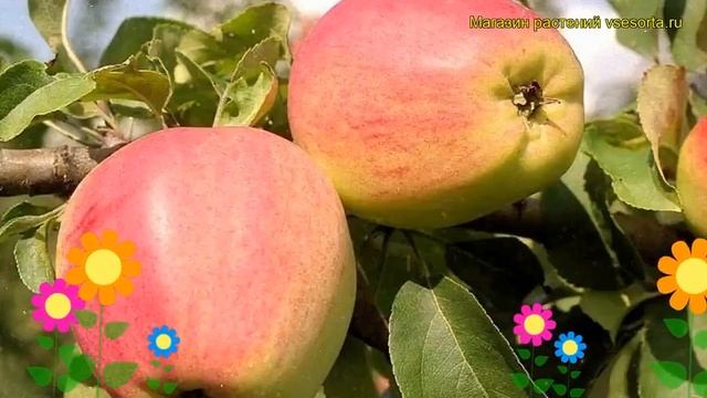 Яблоня плодовая Кандиль Орловский. Краткий обзор, описание Malus Domestica Kandil Orlovskii