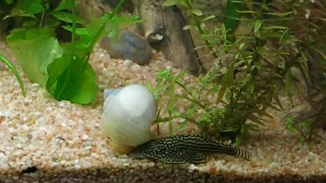 пищевые конкуренты смотреть онлайн