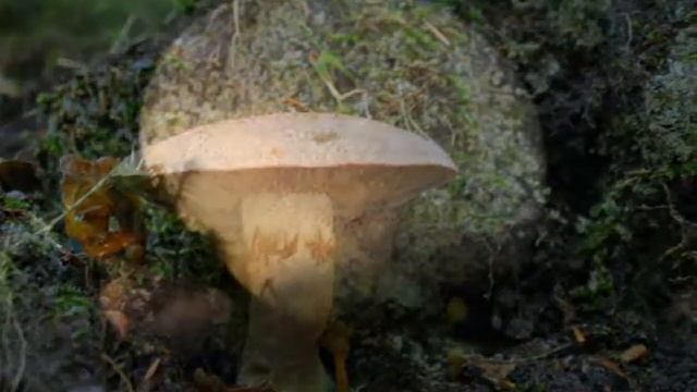 Behlendorf Russula emetica смотреть онлайн