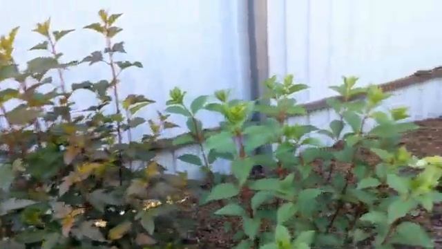 Гортензии в конце июня - Подмосковье