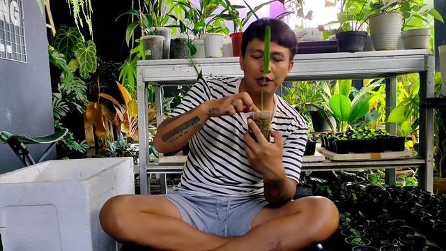 Cara memperbanyak philodendron holtonianum. смотреть онлайн