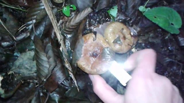 Поход за грибами смотреть онлайн