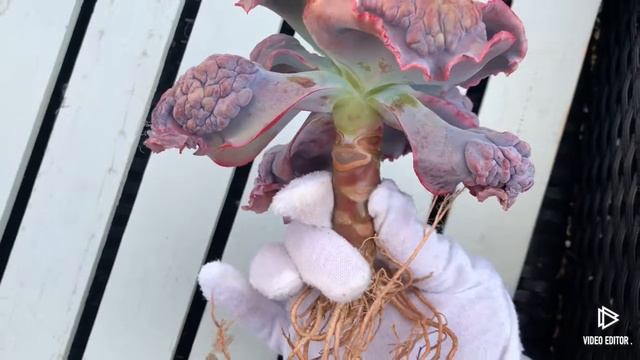 Echeveria Etna смотреть онлайн