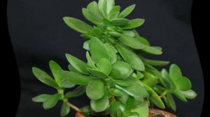 Как пересадить толстянку